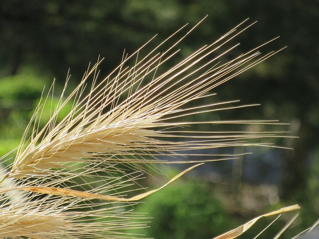 Free Ear Wheat photo and picture