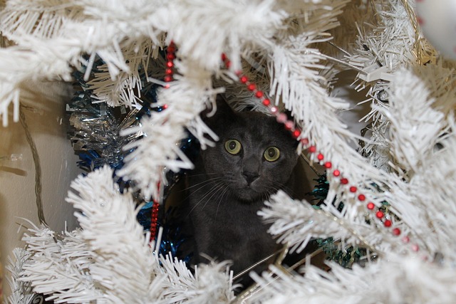 Free Cat Grey Cat photo and picture