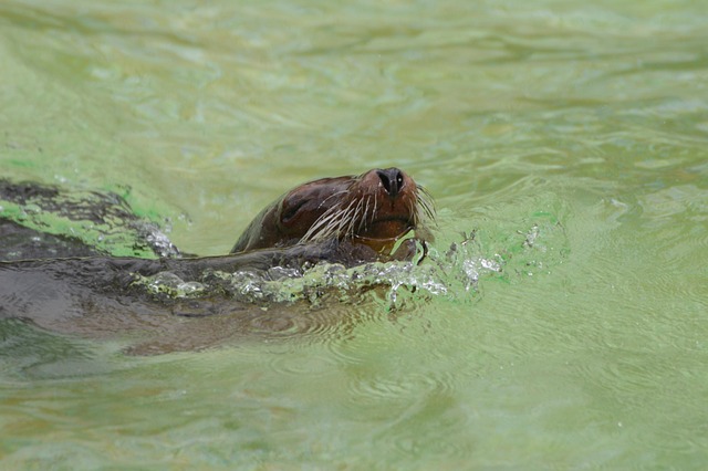 Leão Marinho, Nadar, Animais