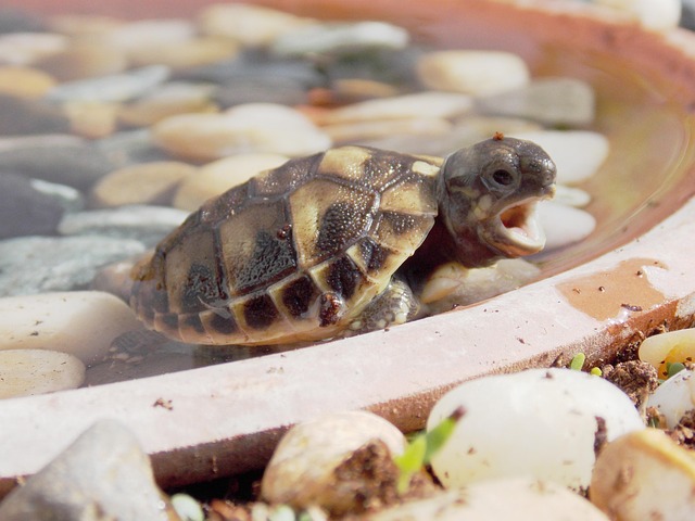 Free Turtle Spring photo and picture
