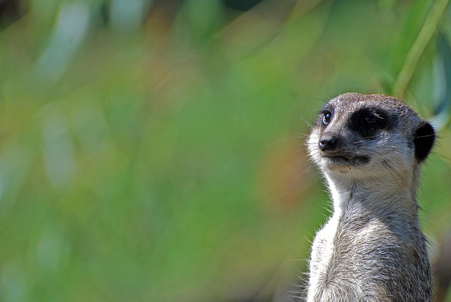 Suricata, Natureza, Animais, Descanso