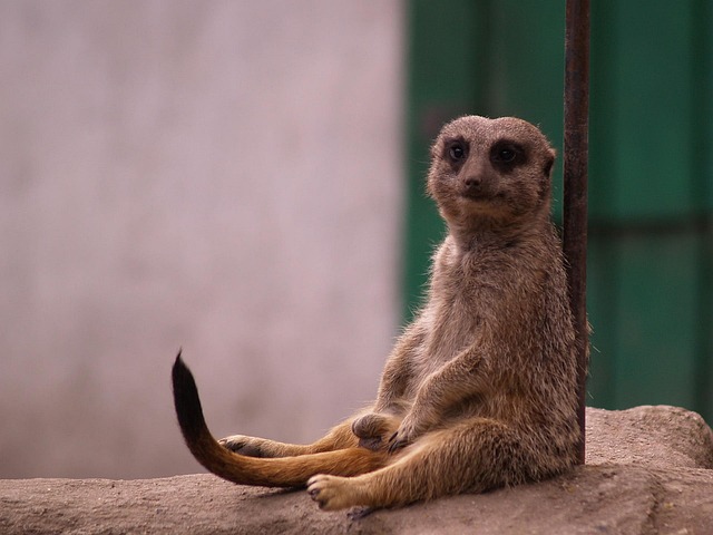 Suricata, Animais, Descanso