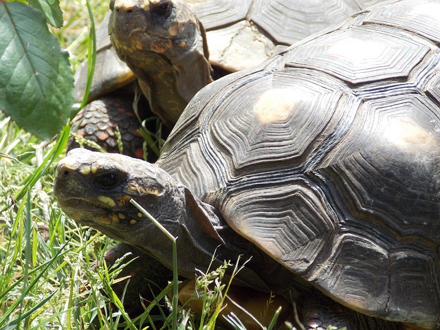 Free Turtles Nature photo and picture