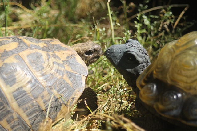 Free Turtle Illusion photo and picture