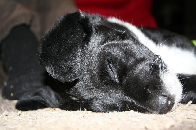 Free Puppy Cute Puppy photo and picture