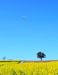 landscape, field of rapeseeds, nature