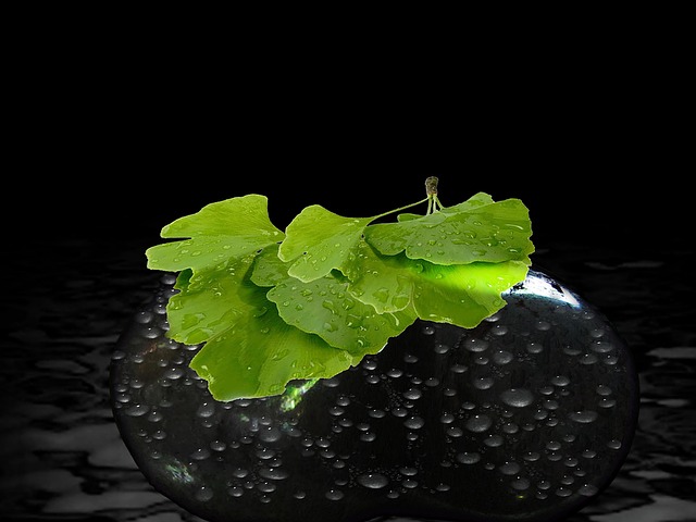 Free tree leaves gingko illustration