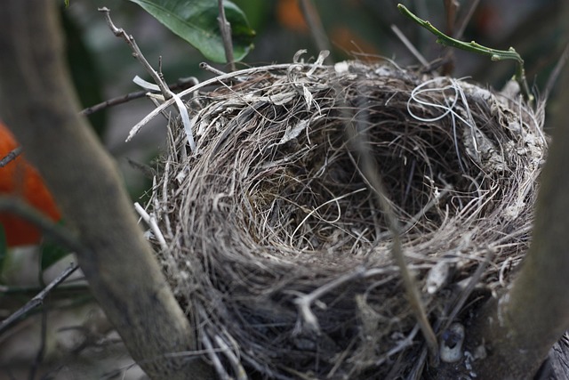 Free Nest Bird photo and picture