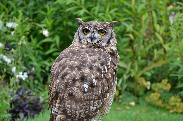 Free Brown Owl Owl photo and picture
