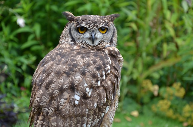 Free Brown Owl Owl photo and picture