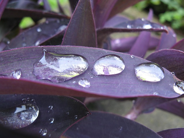 Gota De Chuva, Folha Roxa