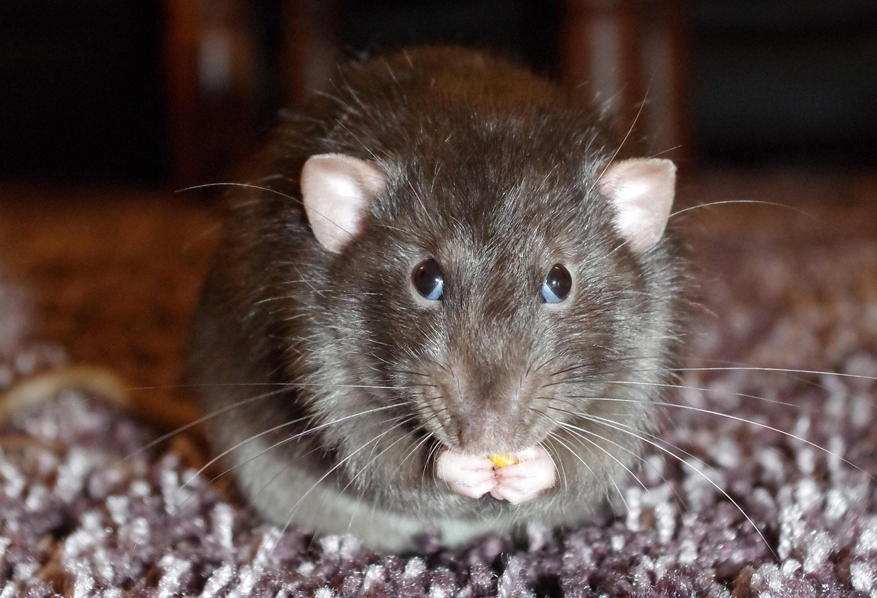 1 000 Free Rat Mouse Images Pixabay