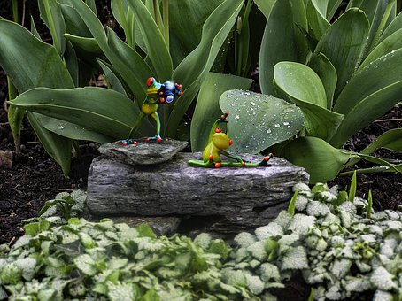 Free Frog Whimsy photo and picture