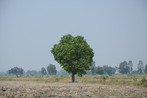 Free Lonely Tree photo and picture