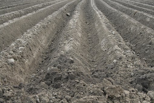 Camp, Orka, Sol, Cultivarea, Agricultura