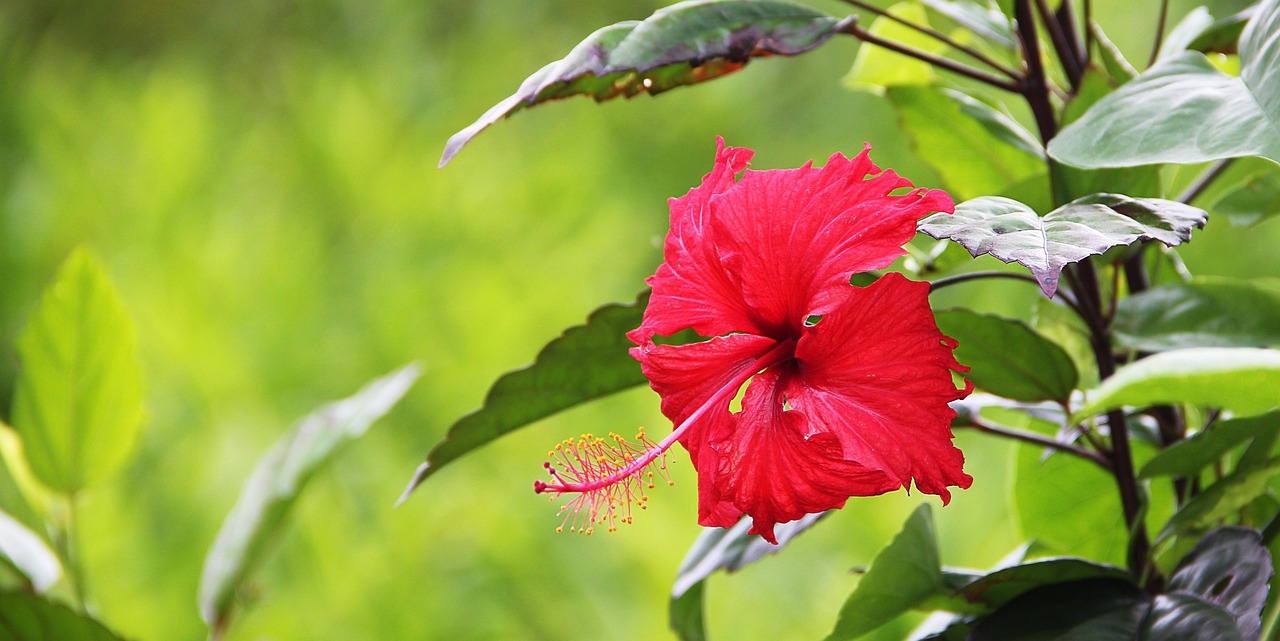 Flower - free online jigsaw puzzle photo