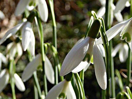 Campanilla De Febrero, Primavera