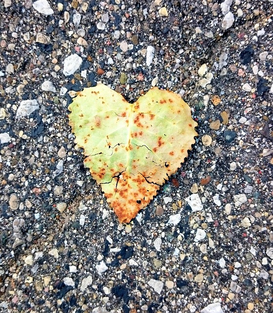 Free Love Leaf photo and picture