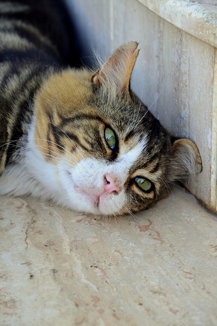 Chat Vert Cil Sans - Photo gratuite sur Pixabay - Pixabay