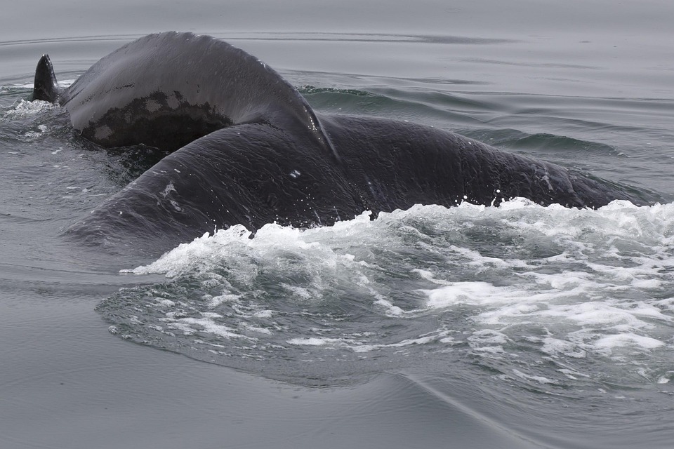 Iceland, Humpback, Whale, Wildlife, Arctic