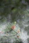 pollen, scots pine, conifer