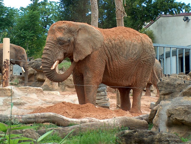 Free Elephant Animal photo and picture