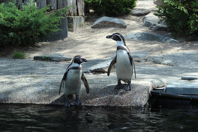 Free Penguins Zoo photo and picture