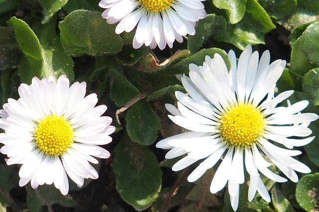 Daisy Spring Meadow - Free photo on Pixabay - Pixabay