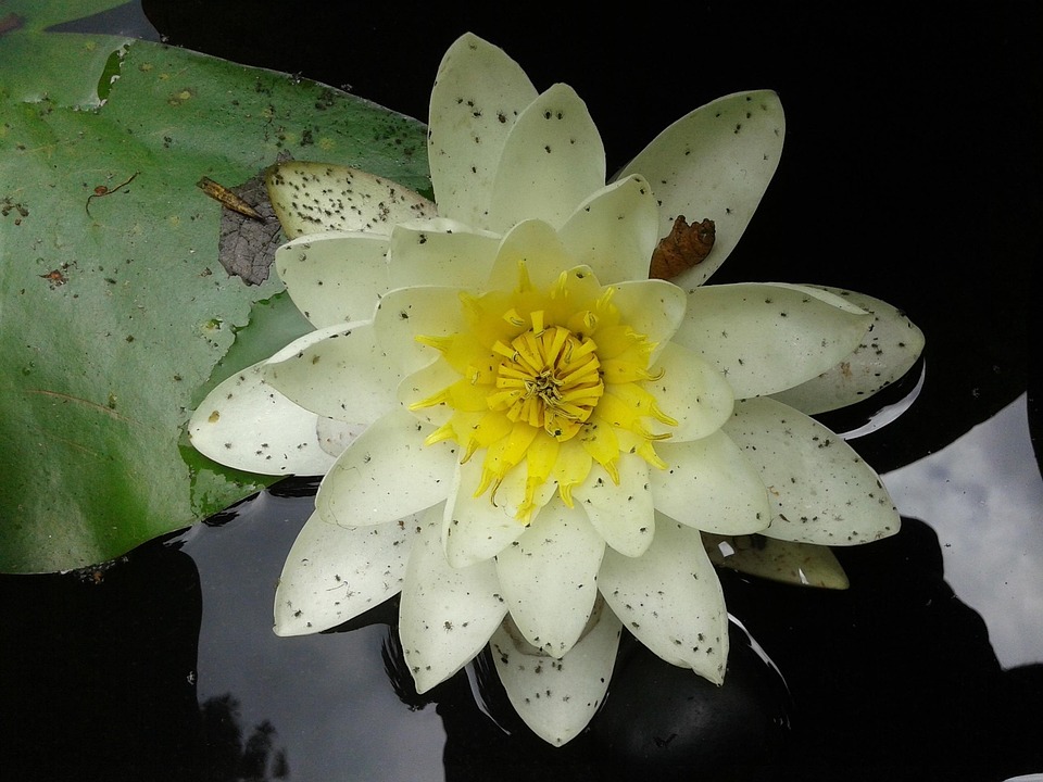 Lotus Pond Dirty Water Free photo on Pixabay