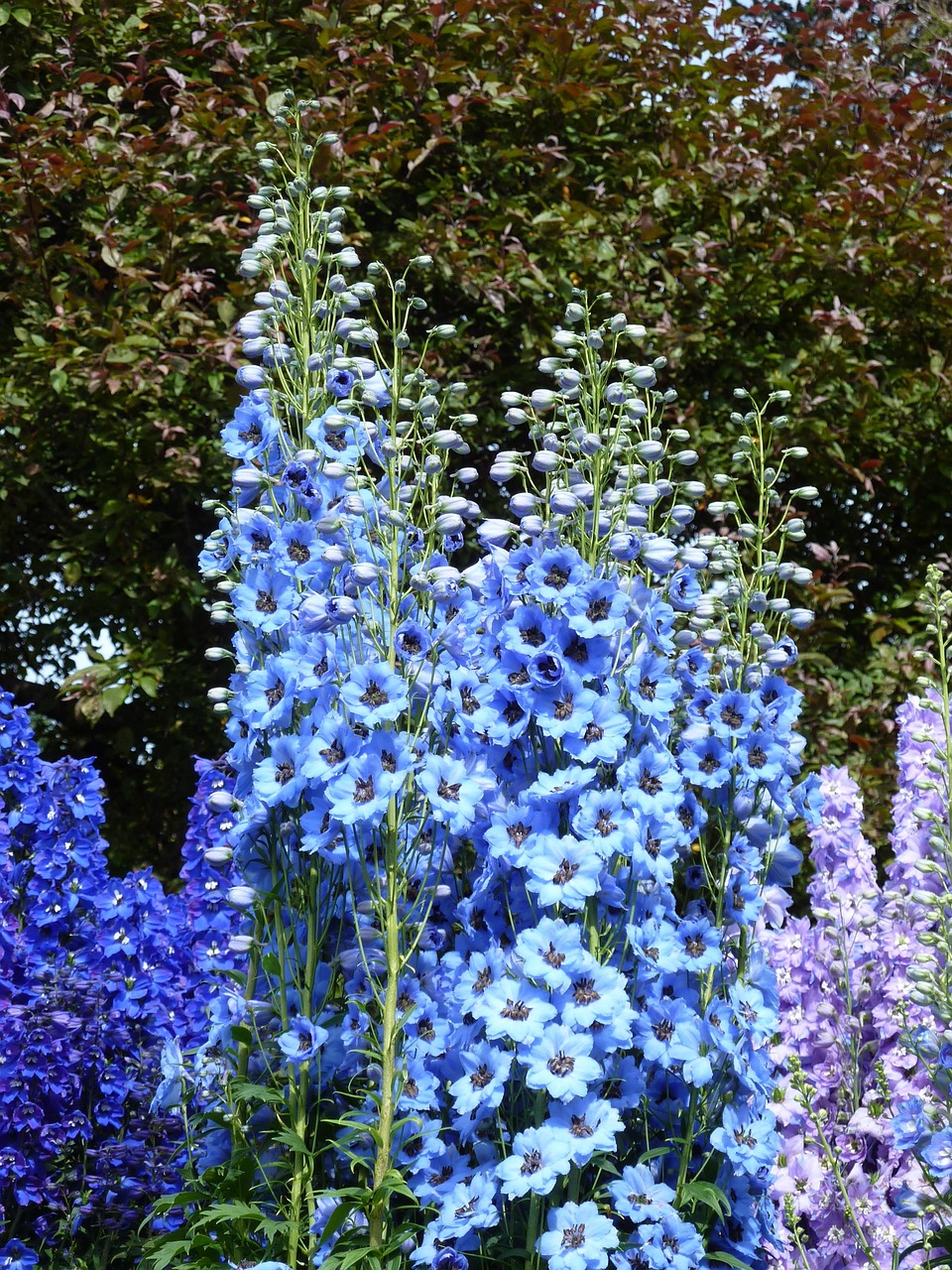 Larkspur Blue Blossom - Free photo on Pixabay - Pixabay