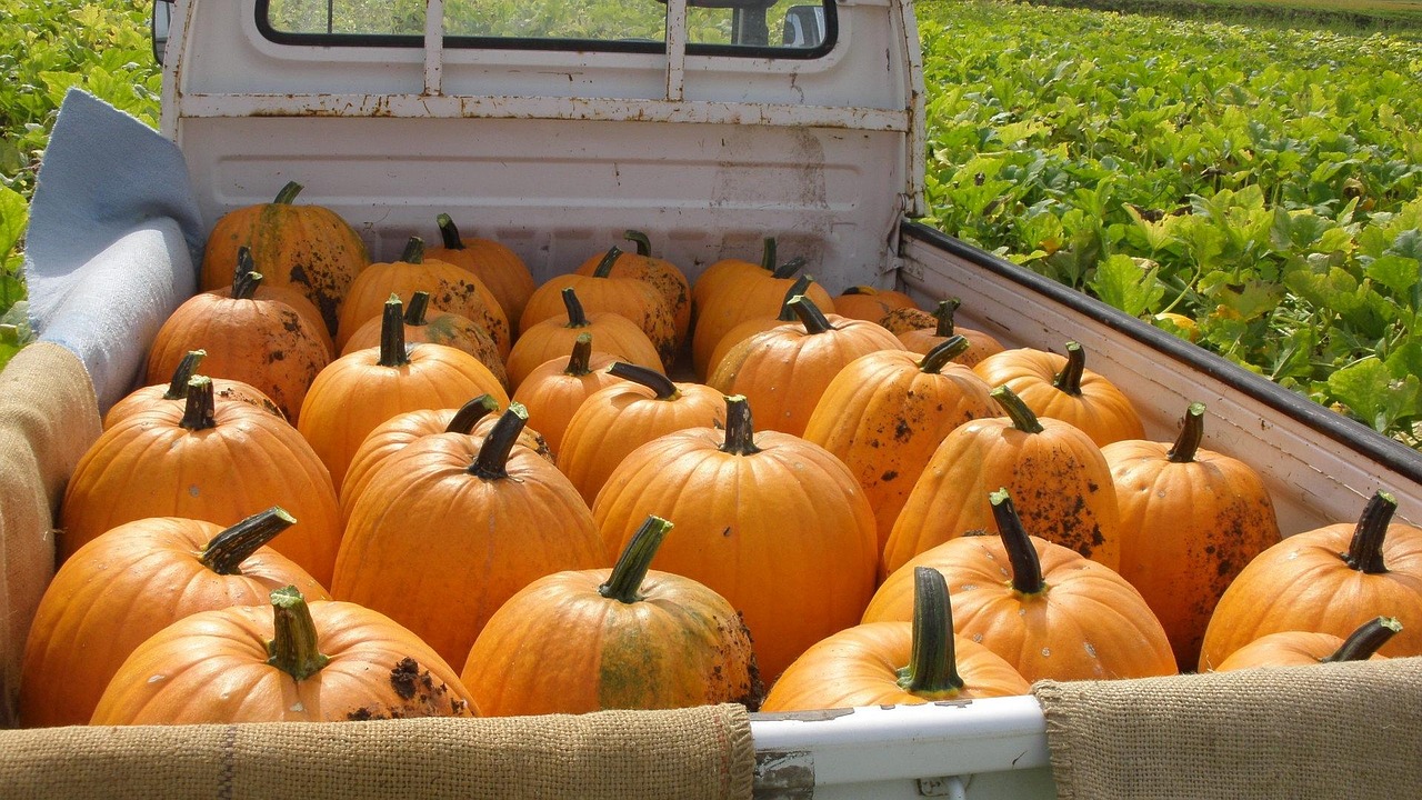 南瓜 ハロウィン 野菜 Pixabayの無料写真