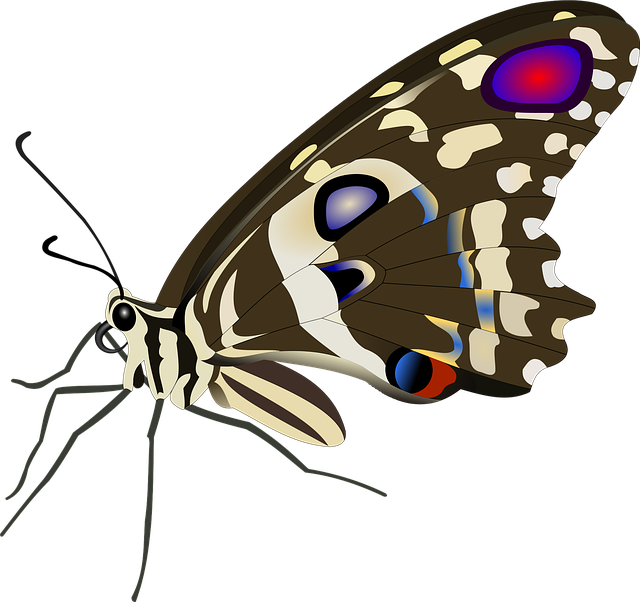 Free butterfly insect flying insects illustration