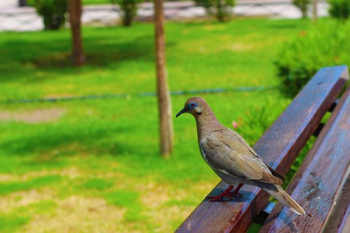Free Nature Bird photo and picture