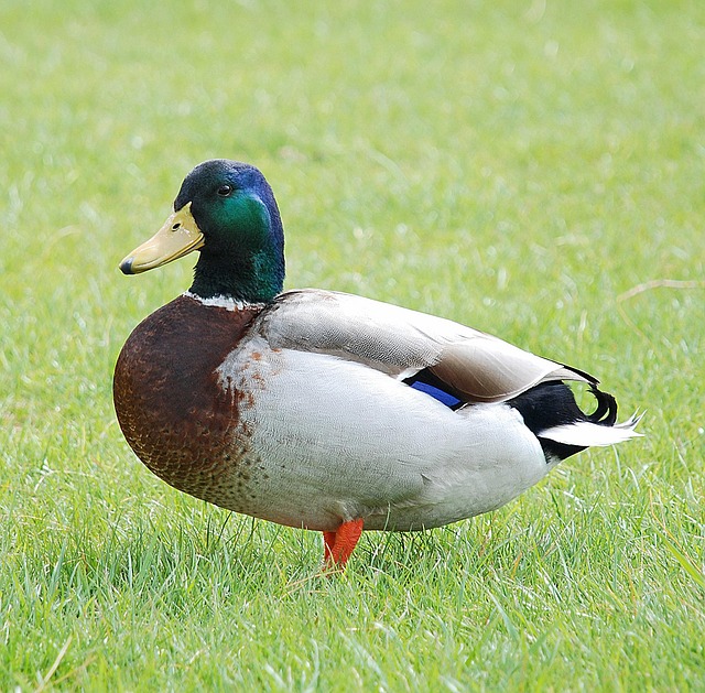 Free Duck Nature photo and picture