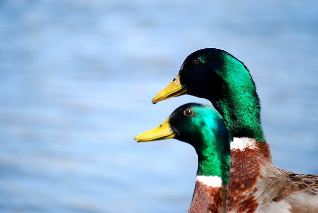 Free Duck Water photo and picture