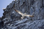 gannet, bass rock, bird