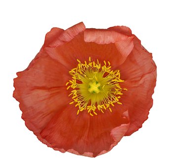 Free Poppy Flower photo and picture
