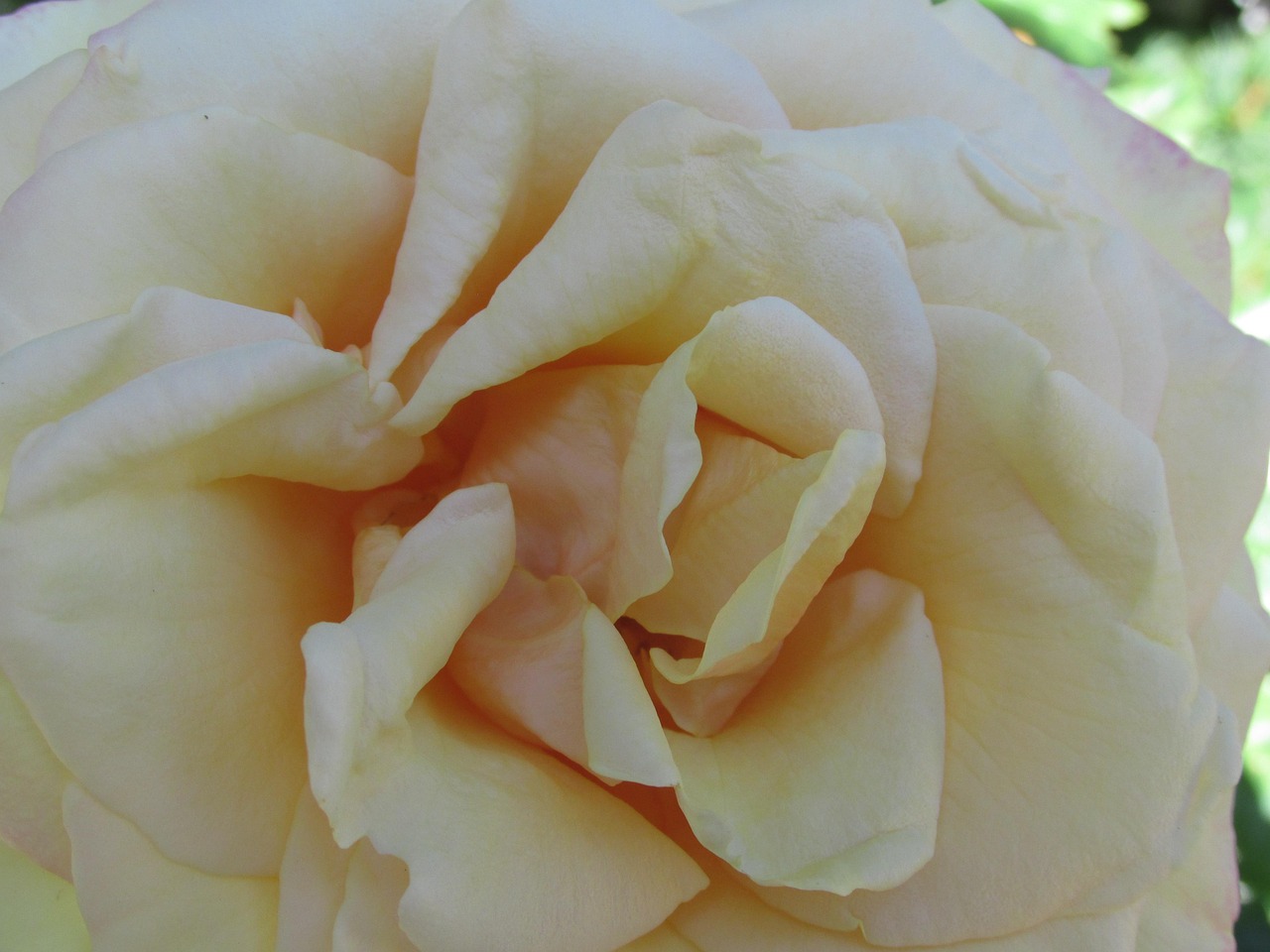 Blume Blüte Rose Weisse - Kostenloses Foto auf Pixabay