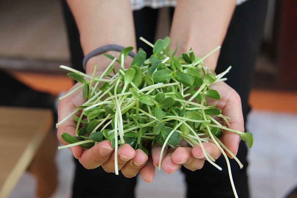 ทานตะวัน, ต้นอ่อนทานตะวัน, Sunflower Seeds