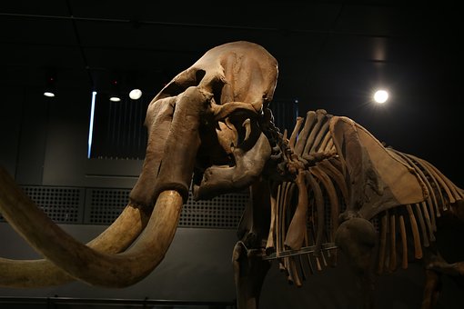 Free Elephant Mammoth photo and picture