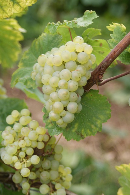 Free Wine Riesling photo and picture