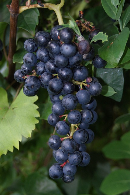 Free Wine Red Wine photo and picture