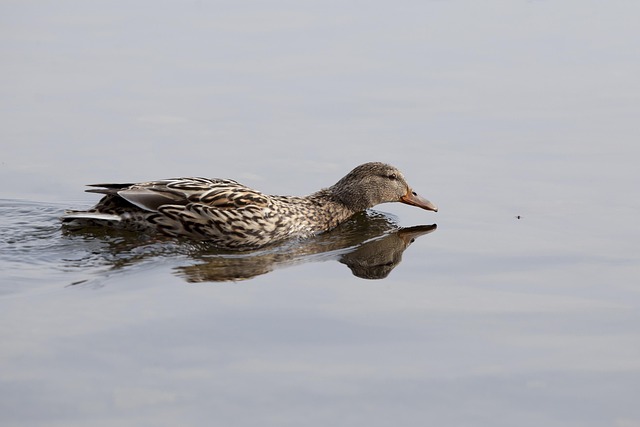 Pato Picture Pato Real Fauna Silvestre - Foto gratis en Pixabay - Pixabay