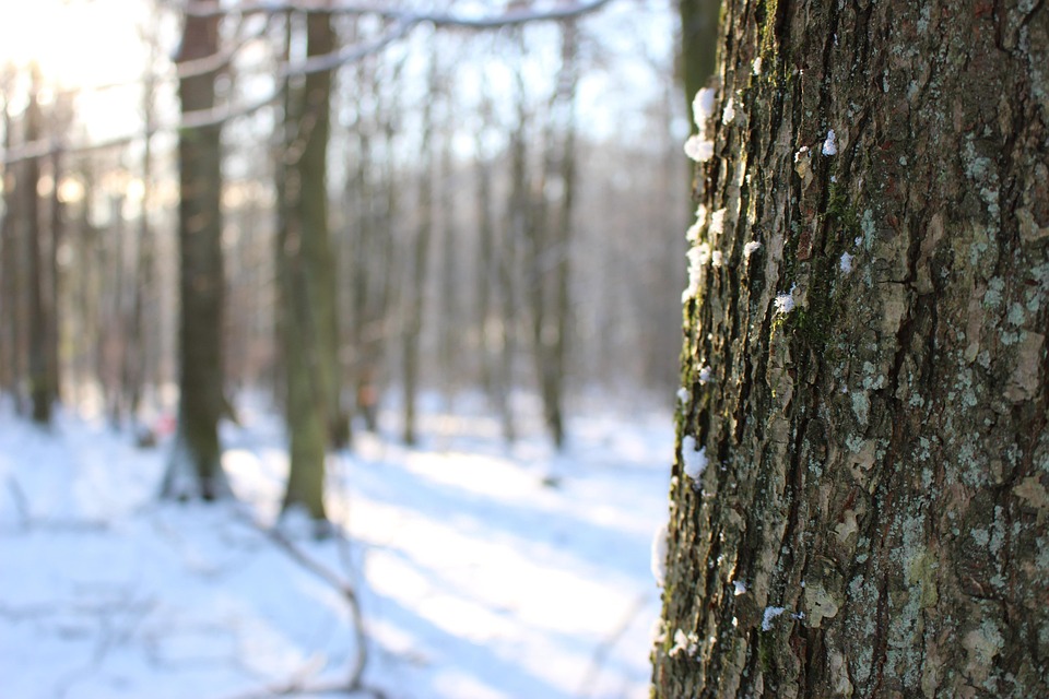 冬 雪 森の木 - Pixabayの無料写真 - Pixabay