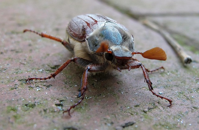 Free Cockchafer Beetle photo and picture