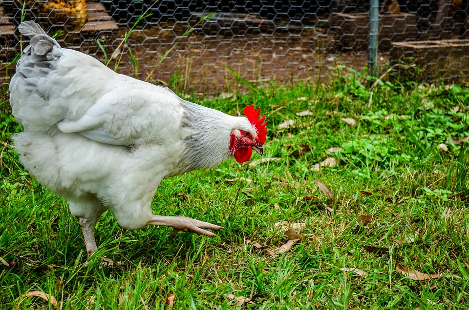 Chicken Fowl Hen Free photo on Pixabay Pixabay