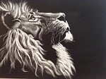 lion, black and white, etching
