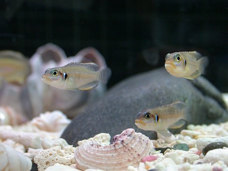 Peste Tropical, Ocellatus, Vas De Pește