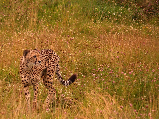 Guepardo, Savana, Animais