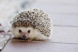 igel-laufen-rennen-kostenloses-foto-auf-pixabay